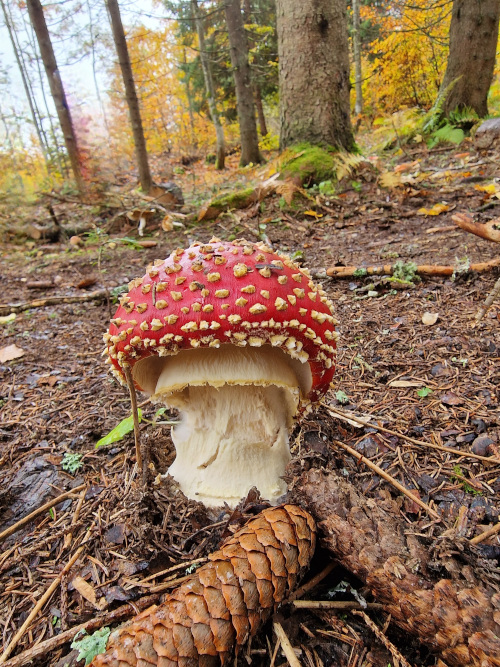 Photographie Nature 4