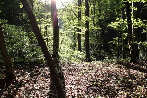 Photographie Nature 3